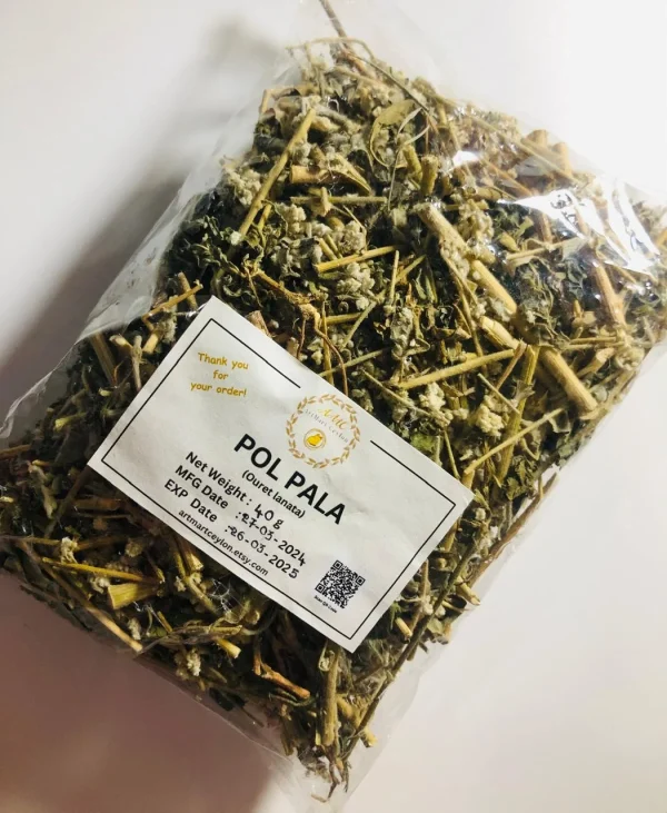 Dried whole Polpala herb steeping in hot water in a glass or traditional clay pot for a herbal decoction.