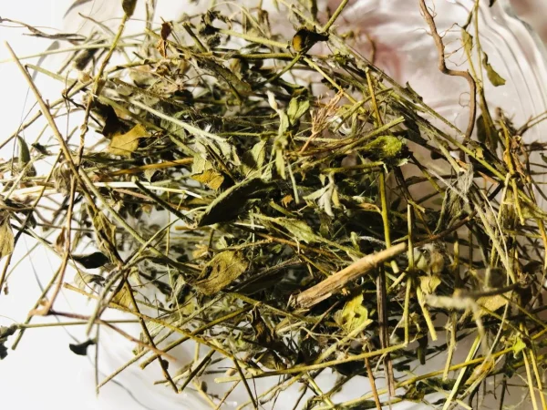 Dried Wishnu Kranthi herb steeping in hot water in a clear glass or traditional teapot, creating a light herbal infusion.